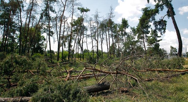 Кличко поручил расследовать вырубку деревьев в Дарнице