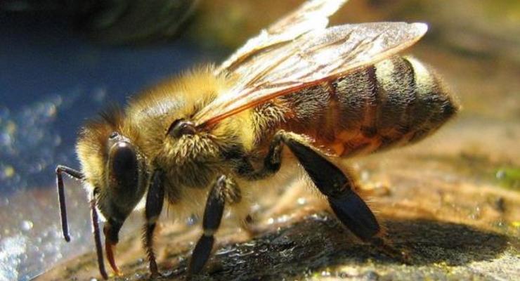 Пчелы ужалили американца больше тысячи раз