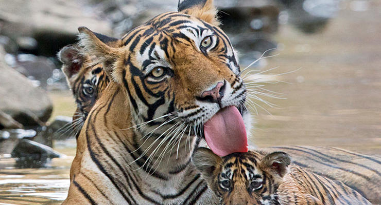 Купание тигрят: как бенгальские тигры принимают ванну (фото)