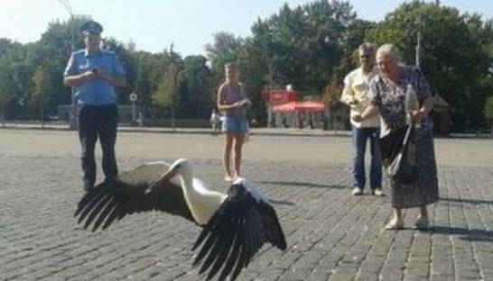 По центру Харькова разгуливают аисты