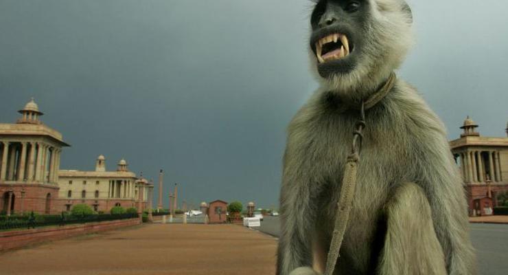 Патруль в костюмах обезьян будет защищать парламент Индии