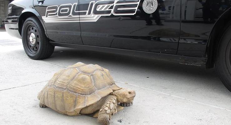 Полиция в Калифорнии настигла гигантскую черепаху
