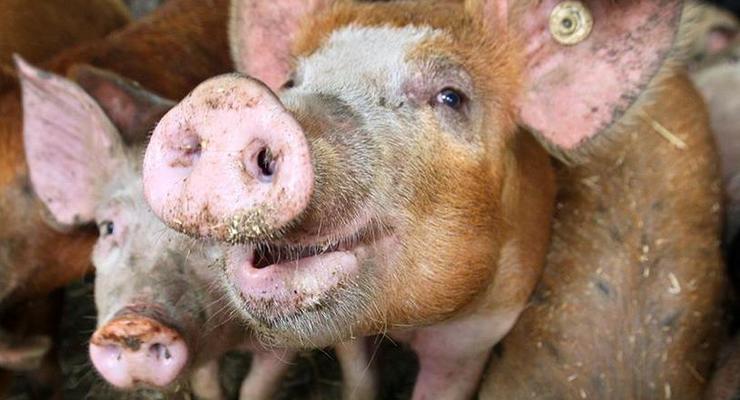 Африканская чума свиней стала угрозой мясной промышленности России - Немецкая волна