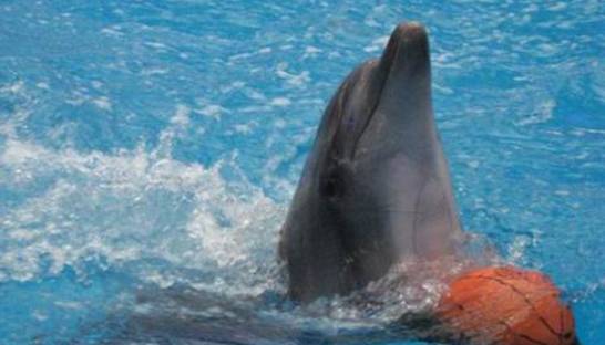 Дельфинов в Донецке больше нет. Как вывозили морских артистов из зоны АТО (видео)