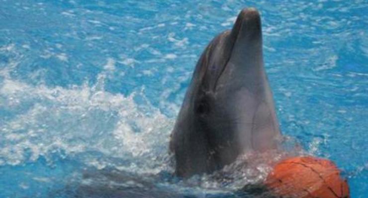 Дельфинов в Донецке больше нет. Как вывозили морских артистов из зоны АТО (видео)