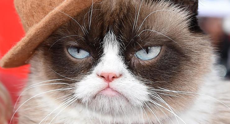 В Нью-Йорке знаменитая кошка Grumpy Cat презентовала книгу