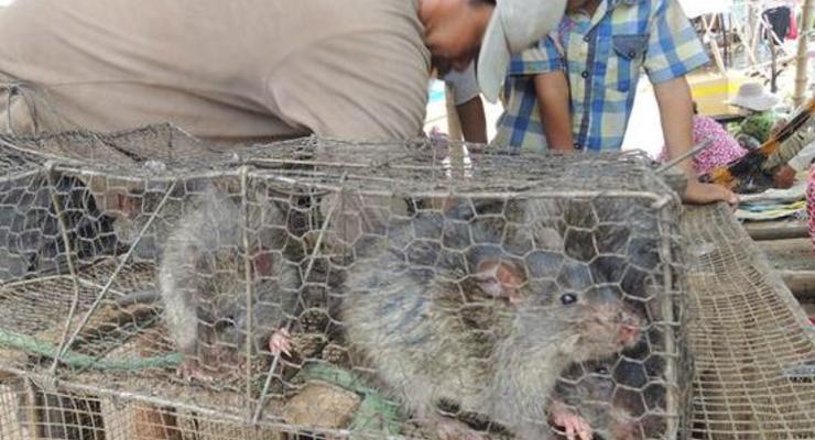 Камбоджа наращивает экспорт мяса "экологически чистых" крыс