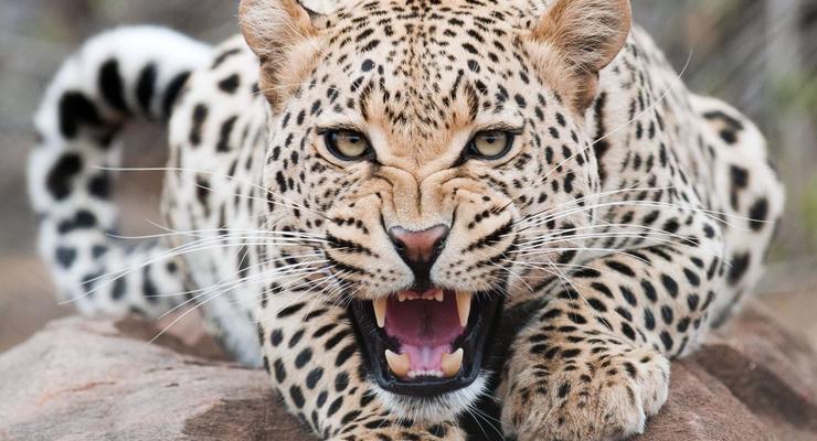 Женщина из Индии победила в схватке с леопардом