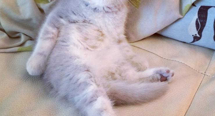 ТОП-15 самых печальных котов из Instagram (фото)