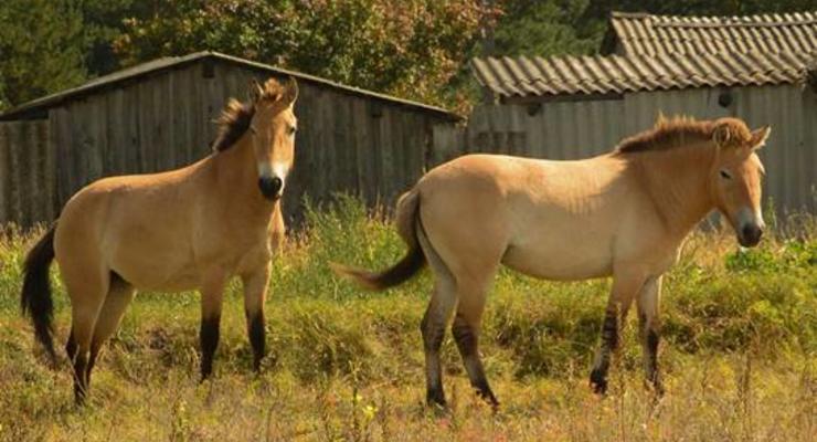 Из Чернобыльской зоны забрели лошади Пржевальского
