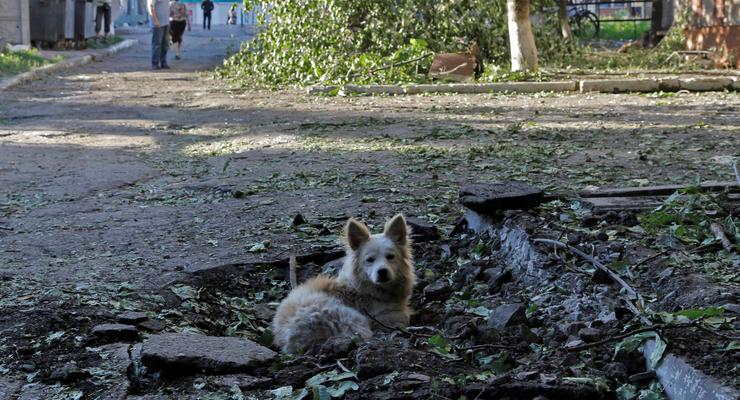 Корреспондент: В зоне АТО страдают оставленные переселенцами животные