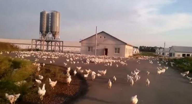 На Донбассе после обстрела птицефабрики разбежались сотни кур (видео)