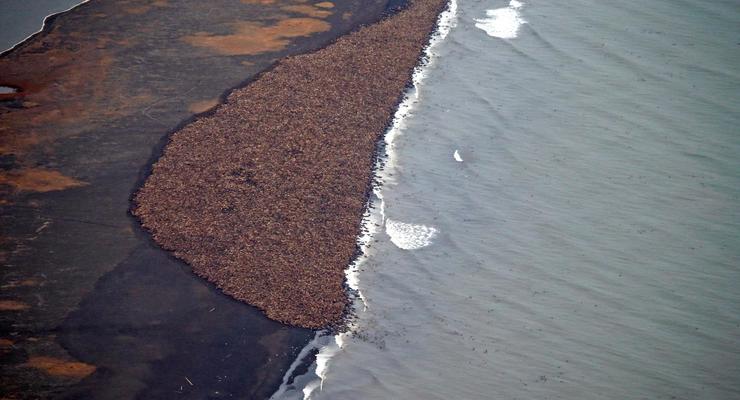 На берегу Аляски собрались 35 тысяч моржей