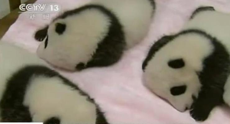 В Китае панда родила сразу девятерых детенышей