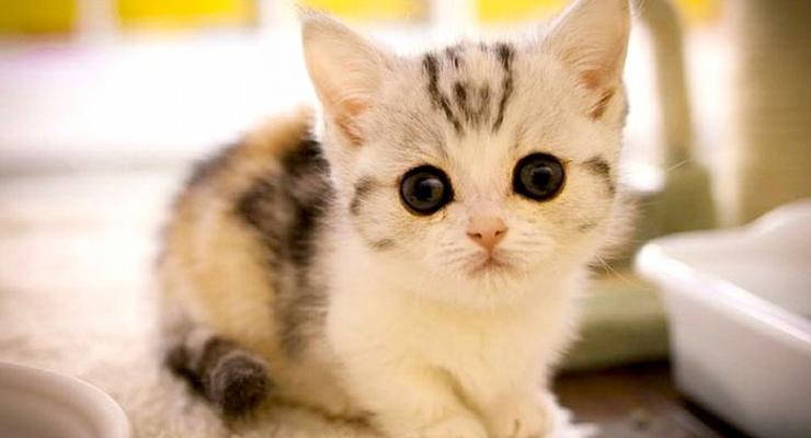 Мурзик-тряпка и Барсик-карлик: Самые дорогие и необычные породы кошек