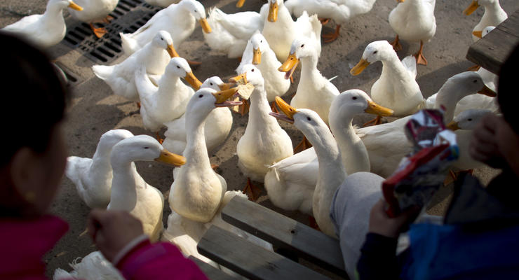В России впервые за четыре года зафиксированы случаи птичьего гриппа