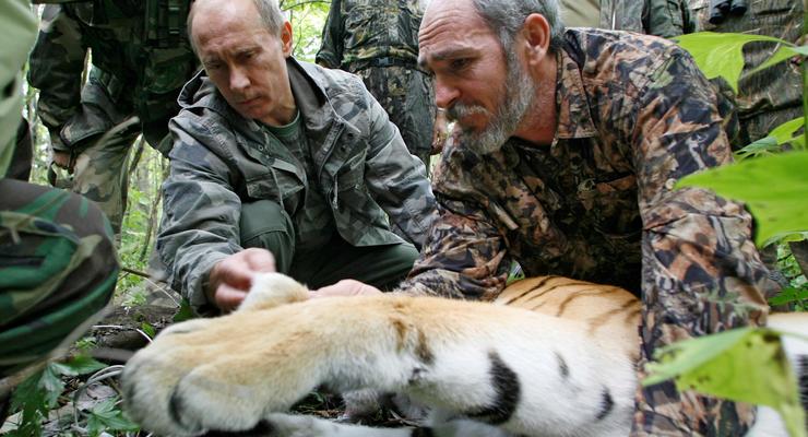 Тигр Путина сбежал в Китай "из-за бродячего характера"
