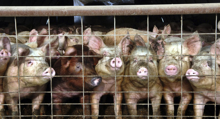 На Черниговщине ввели карантин из-за африканской чумы свиней