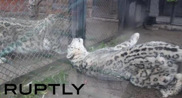 "Любовь с первого взгляда". В российском зоопарке подружились снежные барсы