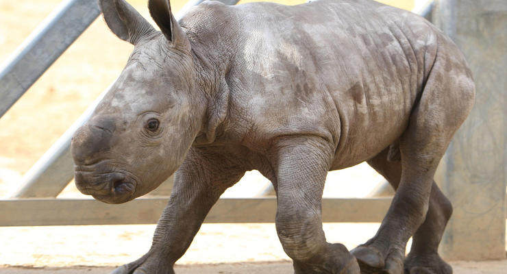 Детеныш носорога подружился с ягненком в ЮАР