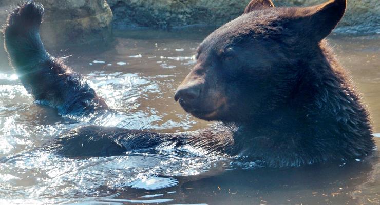 Американцам запретили делать селфи с медведями