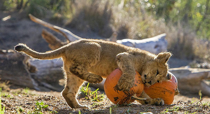 Животные недели: Хэллоуин в зоопарках мира (фото)
