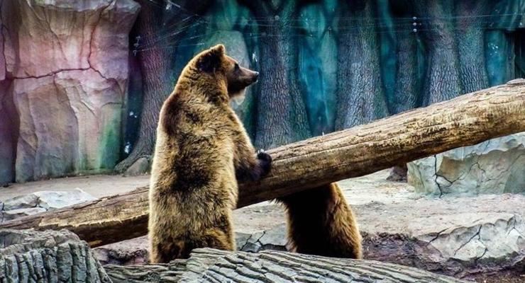 Киевский зоопарк объявил конкурс на имиджевый рисунок