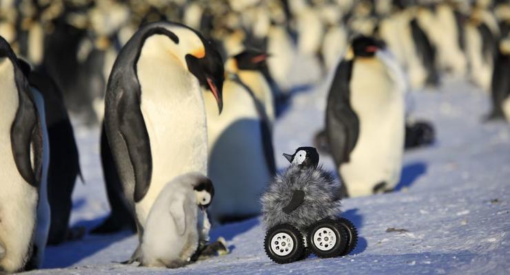 Ученые разработали робота-шпиона, чтобы следить за пингвинами (видео)