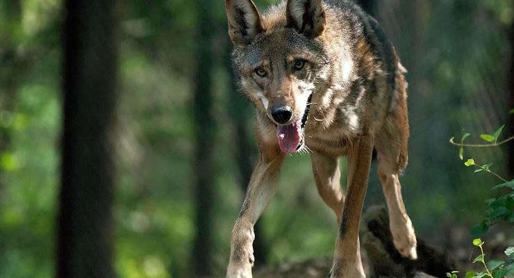 В Крыму ожидают нашествия волков