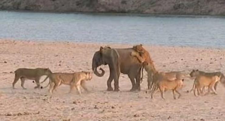 Видео спасения слоненка от 14 львов взорвало интернет