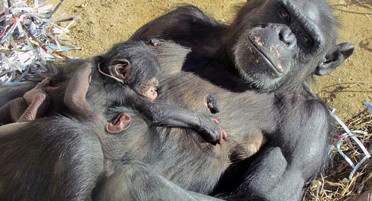 Животные недели: солнечные ванны шимпанзе и одноглазый лев