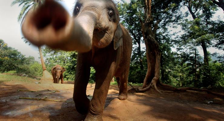 Слон "похитил" россиянок и увез их в джунгли в Таиланде