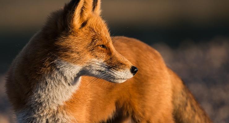 Сказочные животные: фотографии очаровательных лисиц