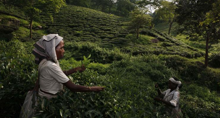Владельца чайной плантации в Индии зарубили работники