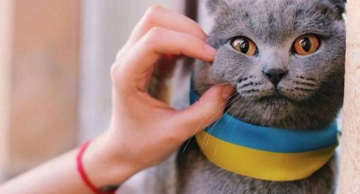 Кошка оставила без света 25 тысяч крымчан