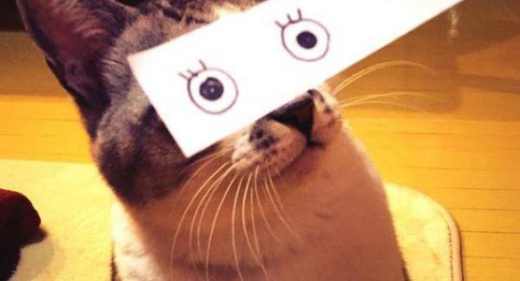 Эти глаза напротив: кошки-анимэ взорвали интернет