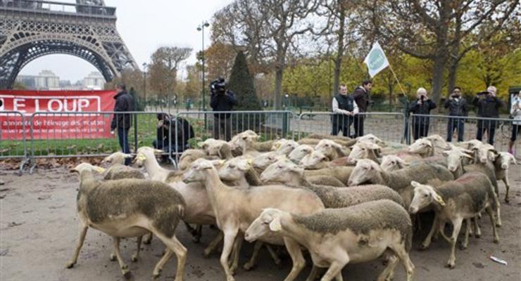 Фермеры привели стадо овец к Эйфелевой башне