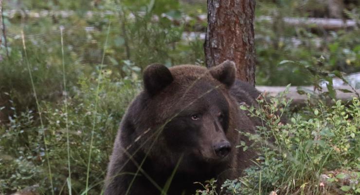В России машинисты локомотива под крики "Дави!" сбили медведя