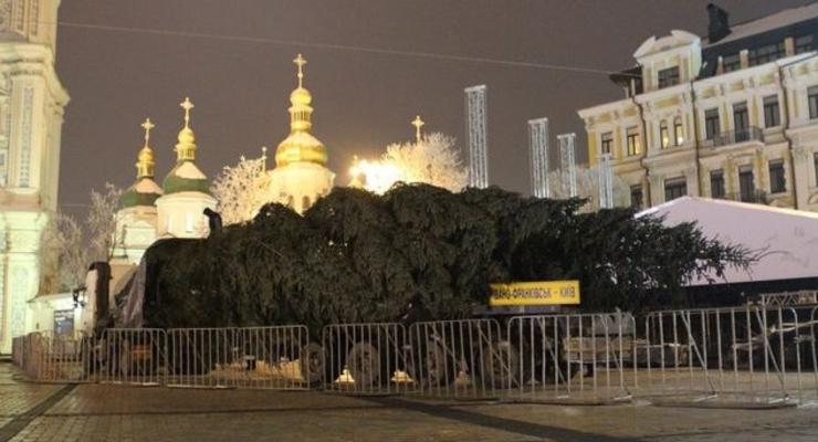 В Киев привезли новогоднюю елку