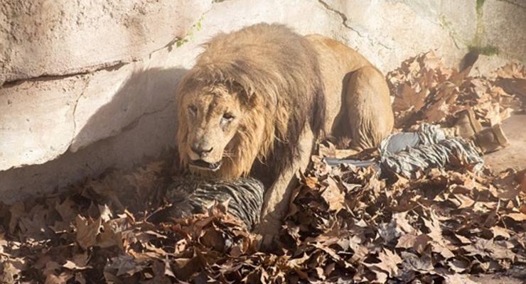 В зоопарке Барселоны мужчина прыгнул в вольер со львами