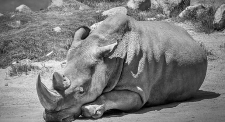 На планете умер последний самец северного белого носорога