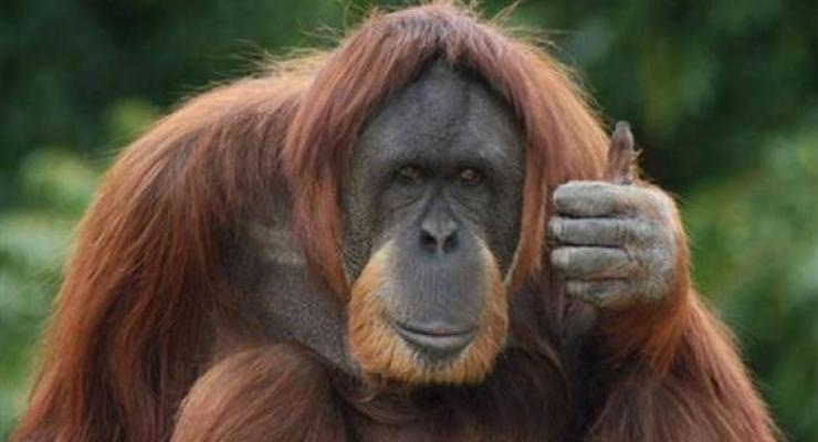 За орангутаном в Аргентине признали права человека