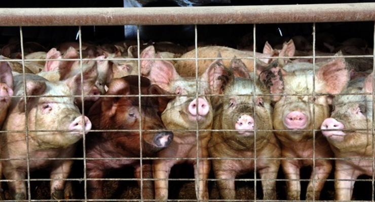 В Сумской области ввели карантин из-за африканской чумы свиней
