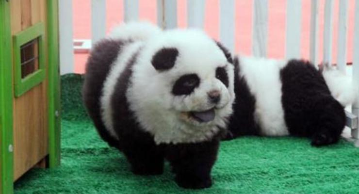 В итальянском цирке "загримированных" собак породы чау-чау выдавали за панд