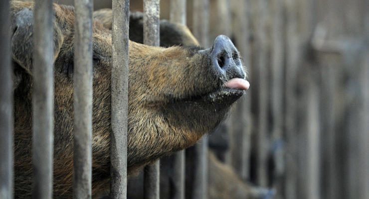 В Киевской области обнаружили классическую чуму свиней
