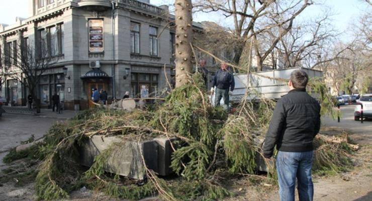 Крымскую новогоднюю елку распилят на лавочки