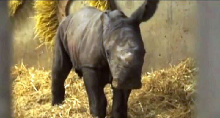 В Датском зоопарке впервые за 35 лет родился белый носорог