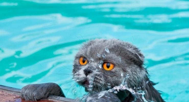 Злые и напуганные: фото котов, которые пережили купание