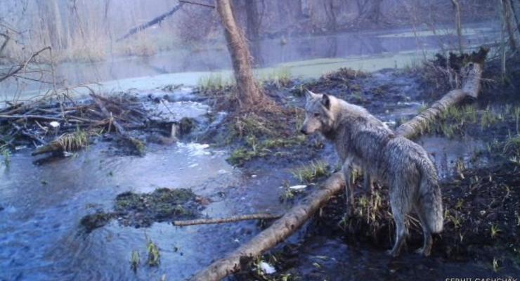 Уникальные животные в Чернобыле: лоси, рыси, волки и енотовидные собаки
