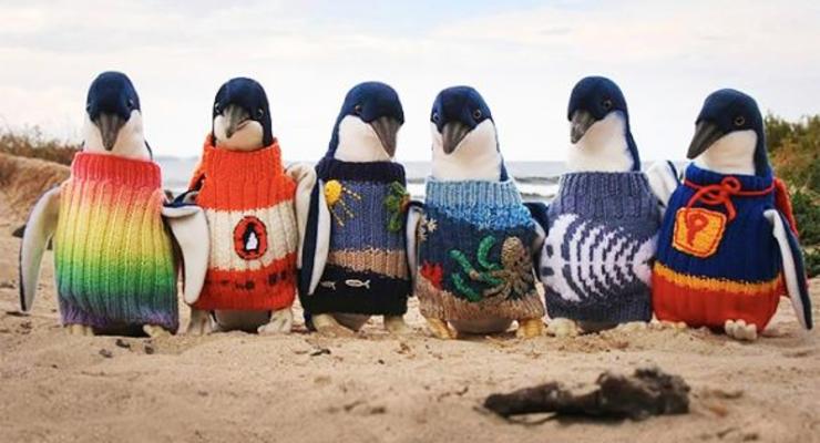 В Австралии 109-летний мужчина вяжет свитера для спасения пингвинов